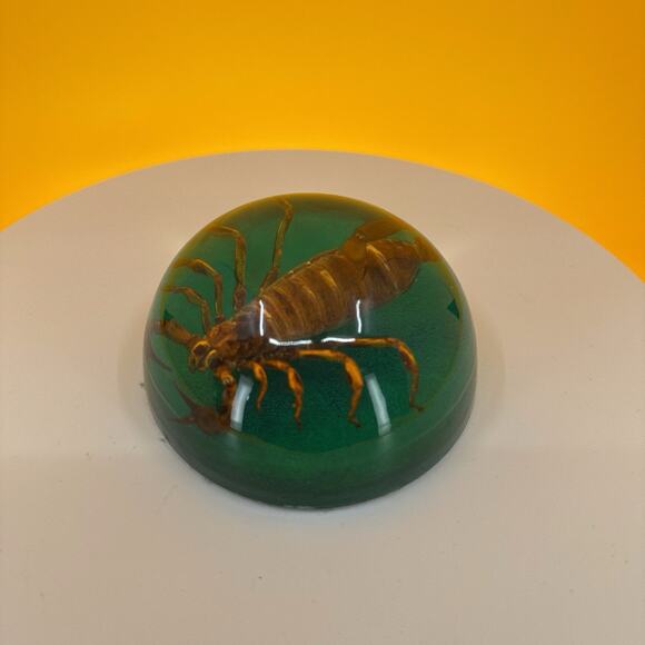 Scorpion Encased in Pexiglass - Picture 5 of 16